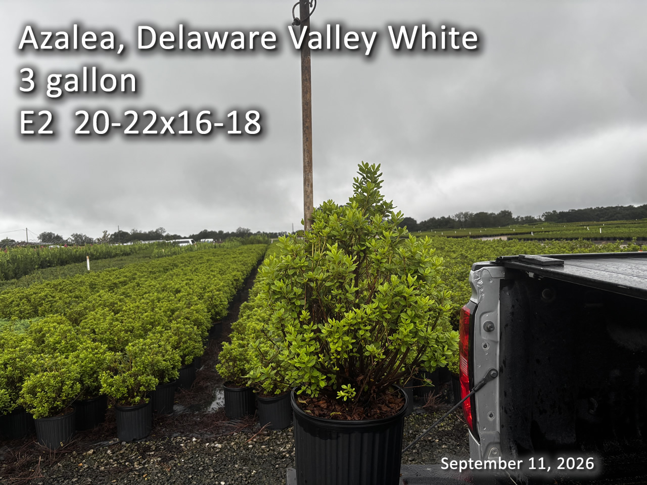 gallery/dvw3 e2 sept11.jpg